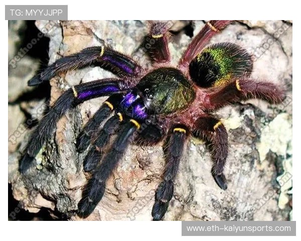 法属圭亚那举办全民体育嘉年华，法属圭亚那国家别名